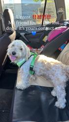 Found/Stray Male Dog last seen Oaklawn Ave /Kearney St Chula Vista, Chula Vista, CA 91910