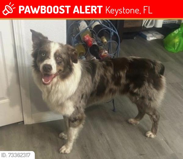 Lost Male Dog last seen Tarpon Spring Road, Keystone, FL 33556