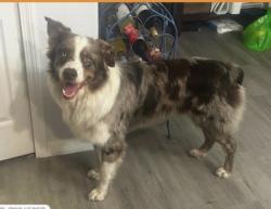 Lost Male Dog last seen Tarpon Spring Road, Keystone, FL 33556