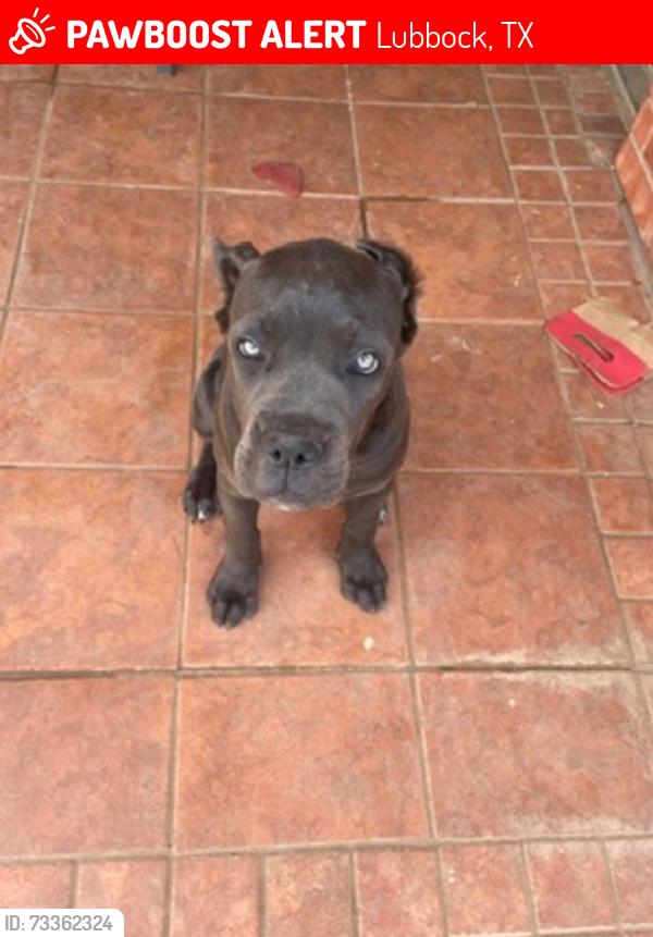 Lost Female Dog last seen Upland 82nd, Lubbock, TX 79424