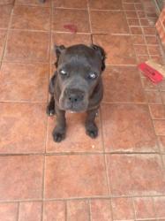 Lost Female Dog last seen Upland 82nd, Lubbock, TX 79424