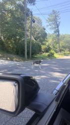Found/Stray Unknown Dog last seen Boger st, statesville ave, mcneely ave, Mooresville, NC 28115