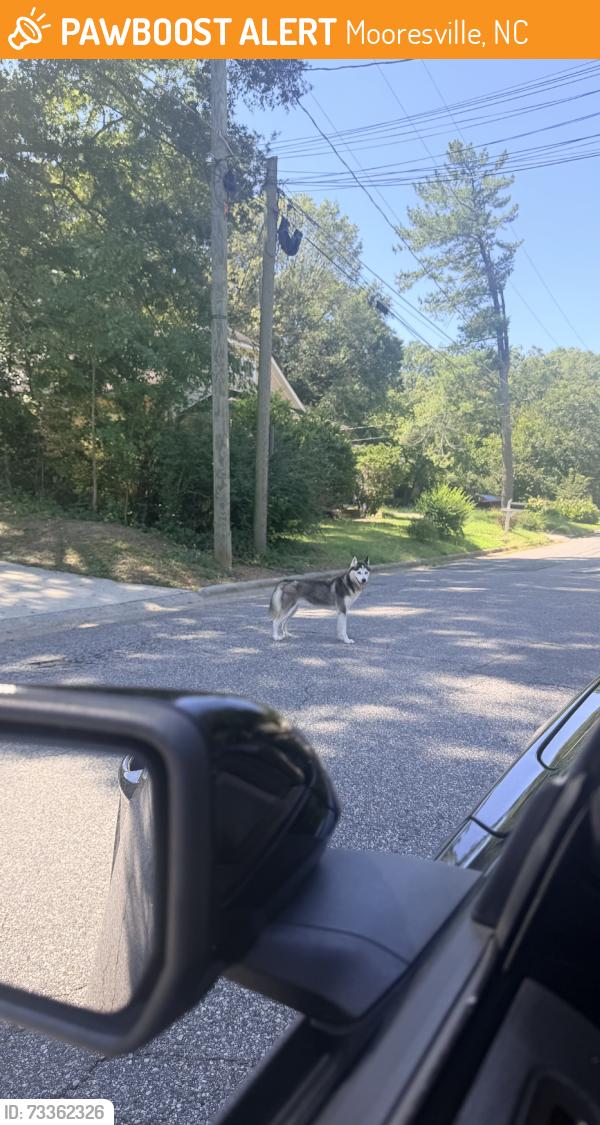 Found/Stray Unknown Dog last seen Boger st, statesville ave, mcneely ave, Mooresville, NC 28115