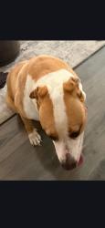 Reunited Male Dog last seen Half Hitch and Eldorado, Frisco, TX 75035