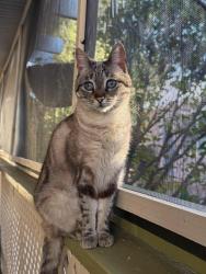 Lost Female Cat last seen Near N. Old Camp Lane, Sahuarita, AZ 85629