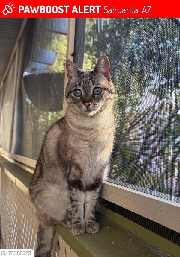Lost Female Cat last seen Near N. Old Camp Lane, Sahuarita, AZ 85629