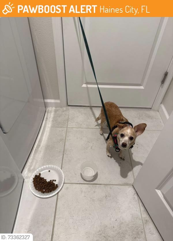 Found/Stray Female Dog last seen Haines city high school, Haines City, FL 33844