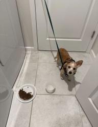 Found/Stray Female Dog last seen Haines city high school, Haines City, FL 33844