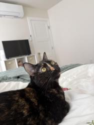 Reunited Female Cat last seen Trigo and Pasado rd, Isla Vista, CA 93117