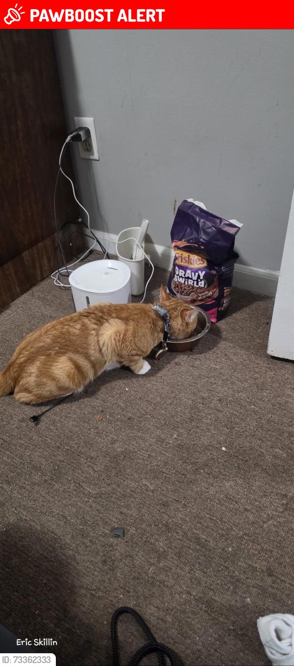 Lost Male Cat last seen Harvey Lake Rd, Highland Township, MI 48356