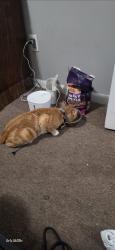 Lost Male Cat last seen Harvey Lake Rd, Highland Township, MI 48356