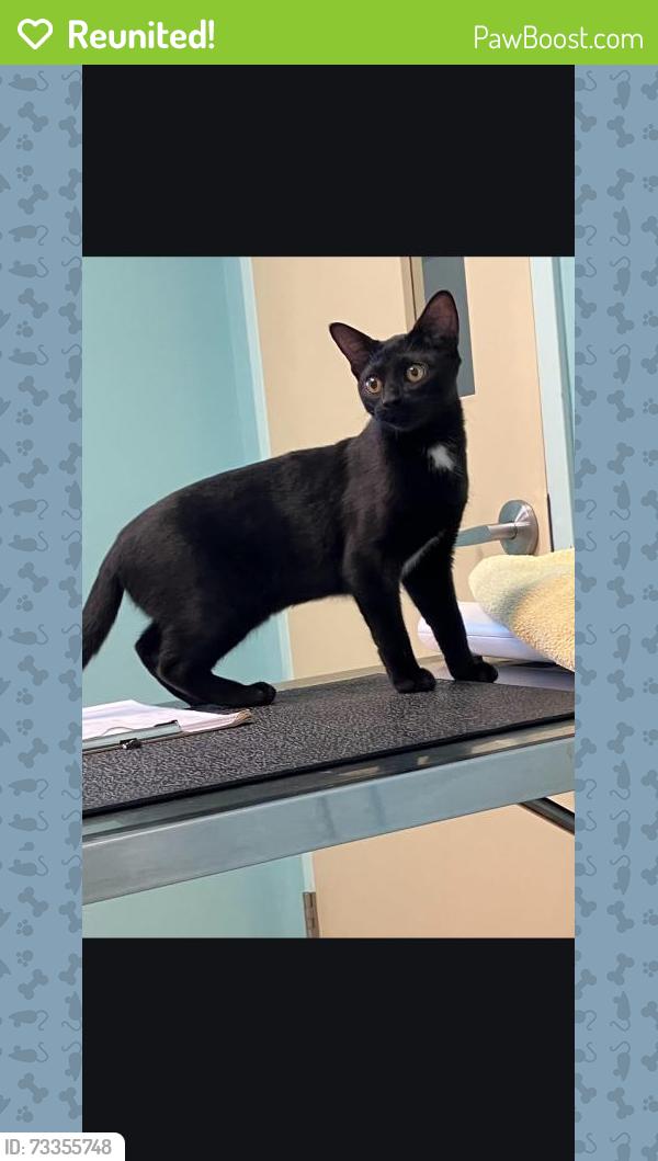 Reunited Female Cat last seen Vandervort Lutz Florida, Lutz, FL 33549
