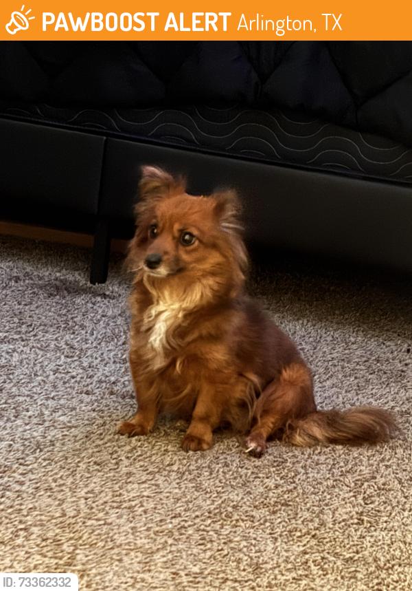 Found/Stray Female Dog last seen Stratton Lane and Brown Blvd, Arlington, TX 76006