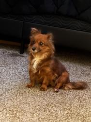 Found/Stray Female Dog last seen Stratton Lane and Brown Blvd, Arlington, TX 76006