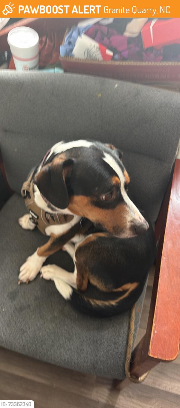 Found/Stray Male Dog last seen Mai, Granite Quarry, NC 28072
