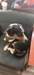 Found/Stray Male Dog last seen Mai, Granite Quarry, NC 28072
