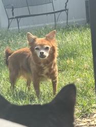 Reunited Female Dog last seen S Hebbard St, Joliet, IL 60433, USA, Joliet, IL 60433