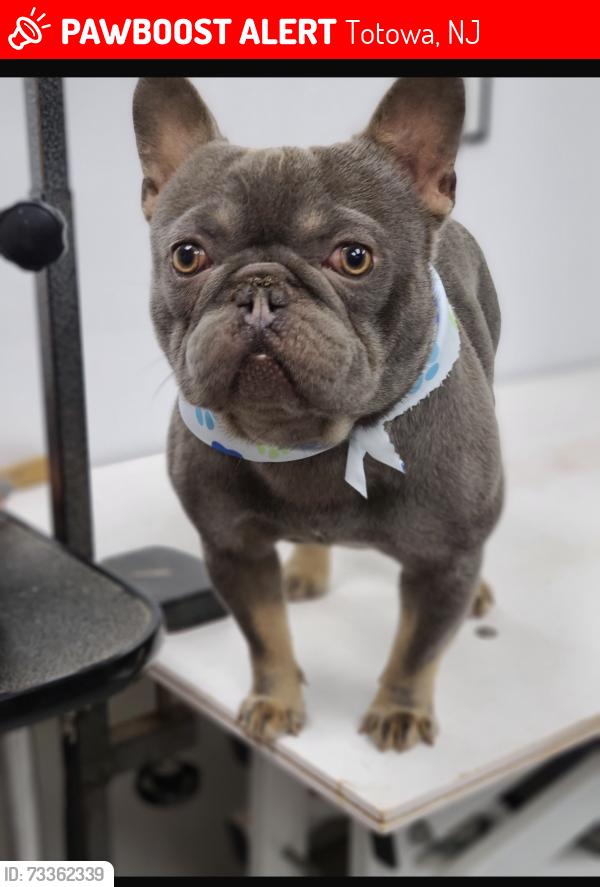 Lost Male Dog last seen Lewis place, Totowa, NJ 07511