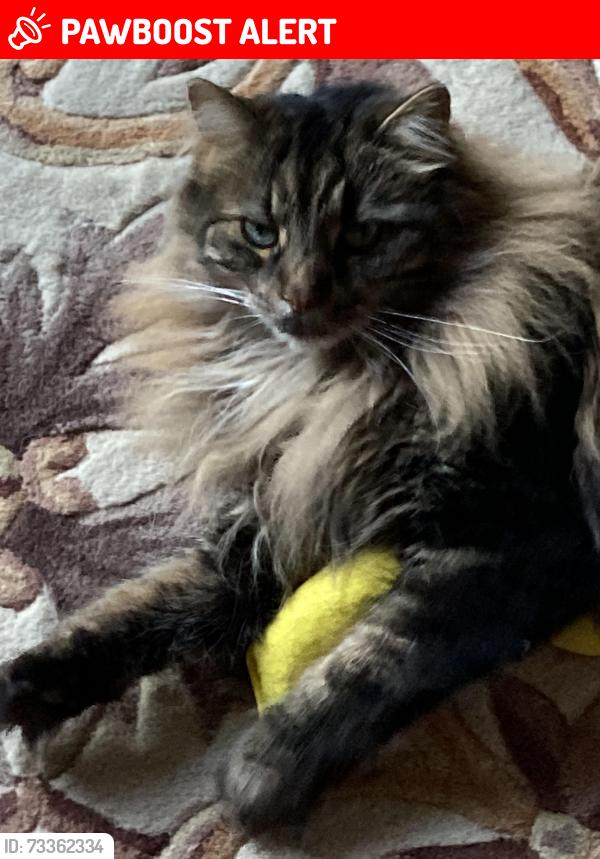 Lost Female Cat last seen Hurley rd, West Brandywine Township, PA 19320
