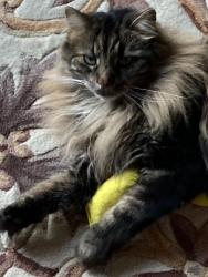 Lost Female Cat last seen Hurley rd, West Brandywine Township, PA 19320