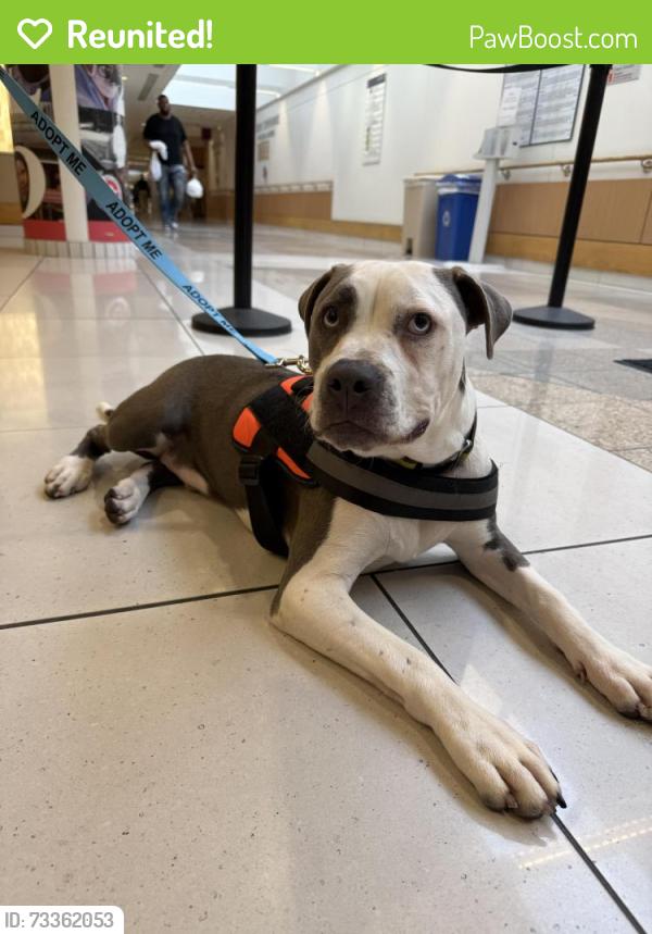 Reunited Male Dog last seen 4th and Bainbridge, Philadelphia, PA 19147