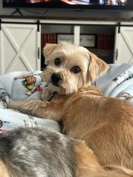 Reunited Female Dog last seen South Buckhill and valley rd, Clermont, FL 34715
