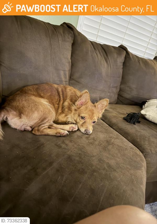 Found/Stray Female Dog last seen Hwy 393 half mile north of Hwy 90, Okaloosa County, FL 32567