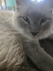 Reunited Female Cat last seen Near South Smithfield Elementary, Smithfield, NC 27577
