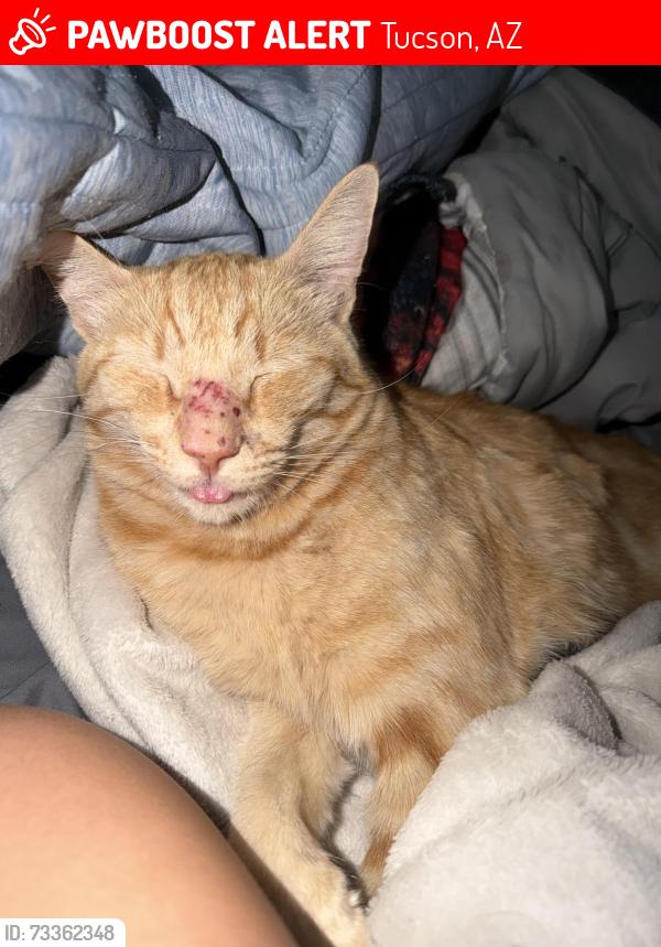 Lost Male Cat last seen 4649.s Calle Estoque, Tucson, AZ 85714
