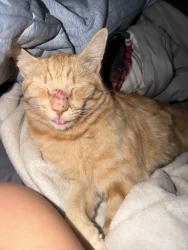 Lost Male Cat last seen 4649.s Calle Estoque, Tucson, AZ 85714