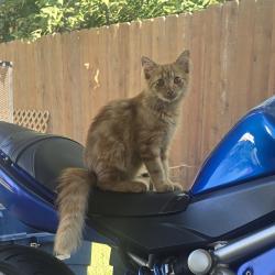 Lost Female Cat last seen Maple and Meridian, Wichita, KS 67213