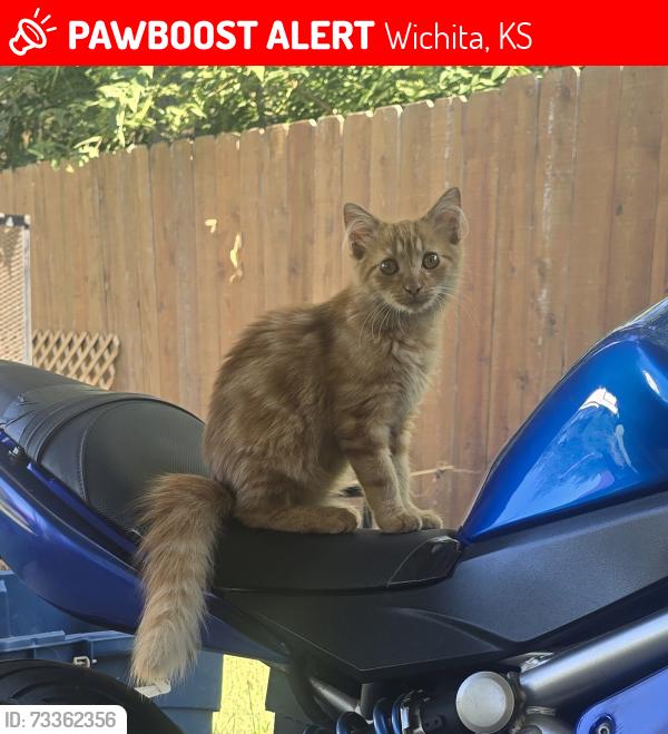 Lost Female Cat last seen Maple and Meridian, Wichita, KS 67213