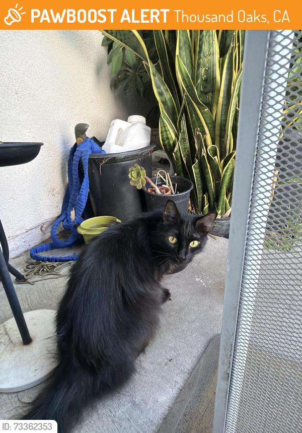 Found/Stray Unknown Cat last seen Calle Diamonte, Thousand Oaks, CA 91320
