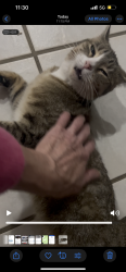Lost Female Cat last seen Dry creek rd and yosemite, Centennial, CO 80112
