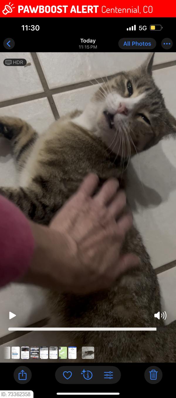 Lost Female Cat last seen Dry creek rd and yosemite, Centennial, CO 80112