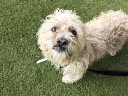 Shelter Stray Male Dog last seen ECHO LN AND 29TH DR, 2500 S 27th Ave, Phoenix, AZ 85009, USA