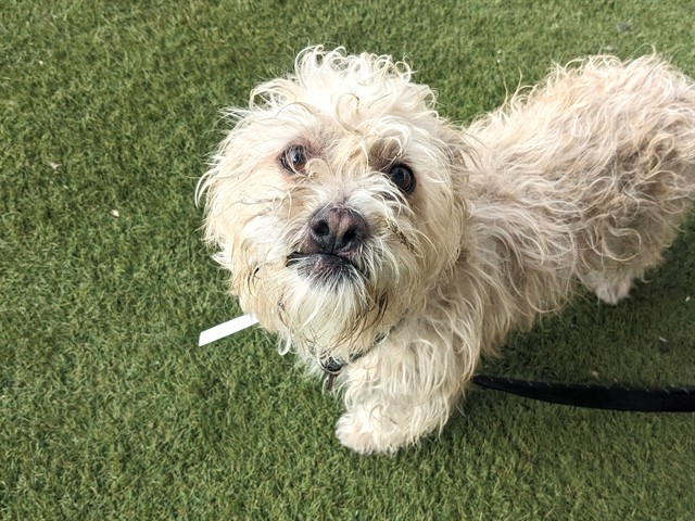 Shelter Stray Male Dog last seen ECHO LN AND 29TH DR, 2500 S 27th Ave, Phoenix, AZ 85009, USA