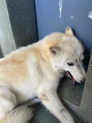Shelter Stray Male Dog last seen , 216 W Victoria St, Gardena, CA 90248, USA