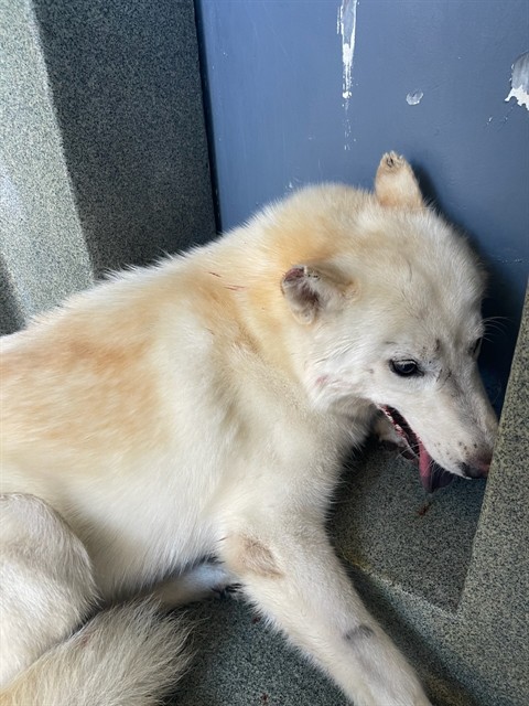 Shelter Stray Male Dog last seen , 216 W Victoria St, Gardena, CA 90248, USA