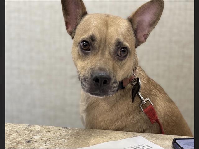 Shelter Stray Male Dog last seen , 957 N Gaffey St, San Pedro, CA 90731, USA