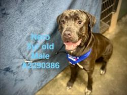 Shelter Stray Male Dog last seen , West Valley Animal Shelter, 20655 Plummer St, Chatsworth, CA 91311, USA