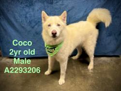 Shelter Stray Male Dog last seen , West Valley Animal Shelter, 20655 Plummer St, Chatsworth, CA 91311, USA