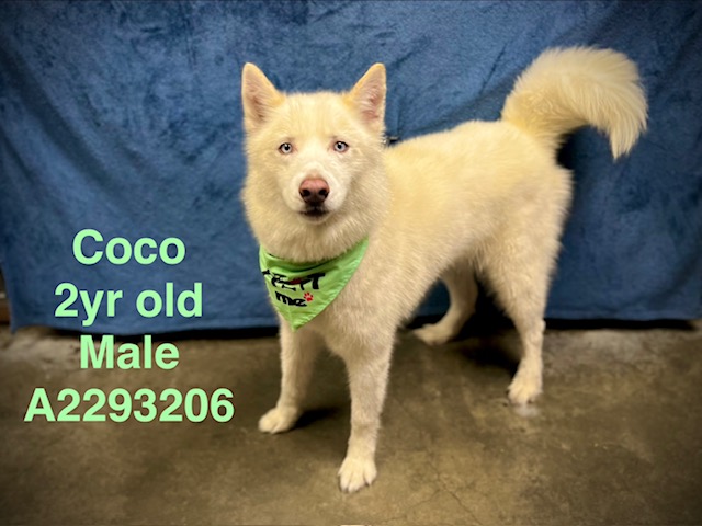 Shelter Stray Male Dog last seen , West Valley Animal Shelter, 20655 Plummer St, Chatsworth, CA 91311, USA