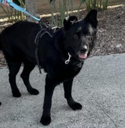Shelter Stray Male Dog last seen , 957 N Gaffey St, San Pedro, CA 90731, USA