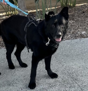 Shelter Stray Male Dog last seen , 957 N Gaffey St, San Pedro, CA 90731, USA