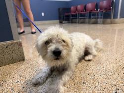 Shelter Stray Male Dog last seen Near BLOCK SW 34 ST, 3599 NW 79th Ave, Doral, FL 33122, USA