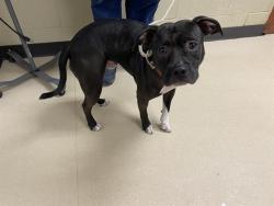 Shelter Stray Male Dog last seen 25TH MICHIGAN, 3839 W Burnham St, West Milwaukee, WI 53215, USA