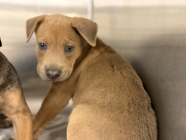 Shelter Stray Male Dog last seen Near BLOCK NW 122 AVE, 3599 NW 79th Ave, Doral, FL 33122, USA