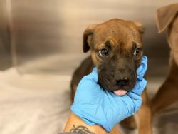 Shelter Stray Female Dog last seen Near BLOCK NW 122 AVE, 3599 NW 79th Ave, Doral, FL 33122, USA