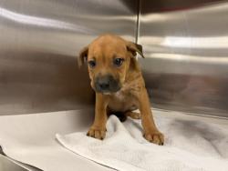 Shelter Stray Female Dog last seen Near BLOCK NW 122 AVE, 3599 NW 79th Ave, Doral, FL 33122, USA
